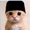 pp.kucing56
