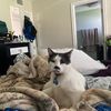 meesha217