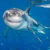 sharkbait915
