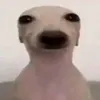 dragon_griz