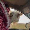 السفير الشمالي