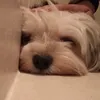 mcccflurryyyy