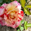 lilianasimion49
