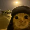 ngxcutes1tg