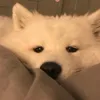 yiebejk_12