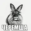 vis.glerebi