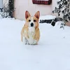 dnrply