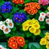 aichasalhi1_