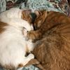 crazycatladyonelm