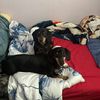 bentley_rocky_the_doxies