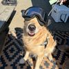 coopersgolden.life