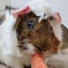 kona_suba_guinea_pigs