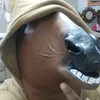 horse_homie