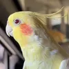 ximbicus