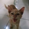 umar.baghil2