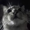 mokypaw