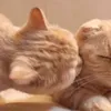 saddest.cat