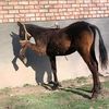 nur.zaman665