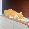 lovekitty___3