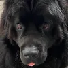 archie_b22