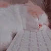 3adraekalittoss