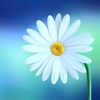 turquoisedaisy