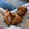 dougiedachshunddog