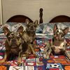 rich_city_frenchies
