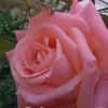 safa_rania7