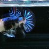juliusetianus