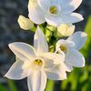 narcissusnaputi