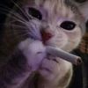 neko_ba3