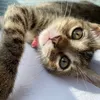 sasha_baby_cat22
