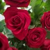 dy95axwjzxe4