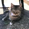 manuelgatooo