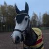 dressage_helmi