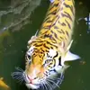 artawijayapp