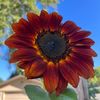 17sunflower76