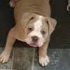 luna_oldenglishbulldog