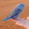 vetparrotlet