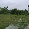 risoclenemartins