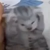 michaluus