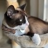 snowshoe_boo