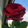 تيكتوكة🌹🌹