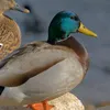 ente_ente_ente_