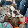 babatheboston