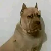 damascko_
