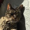tytinthecat