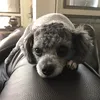 thepparit30