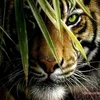 muhammad_zain001